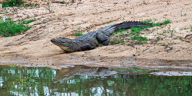 Mugger or Marsh crocodile (Crocodylus palustris), Sri Lanka