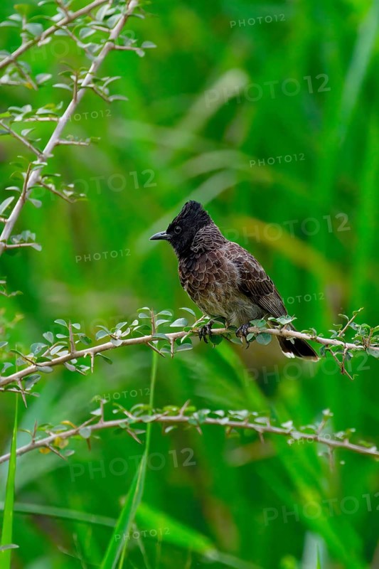 Red-vented Bulbul (Pycnonotus cafer) in vegetation, Sri Lanka