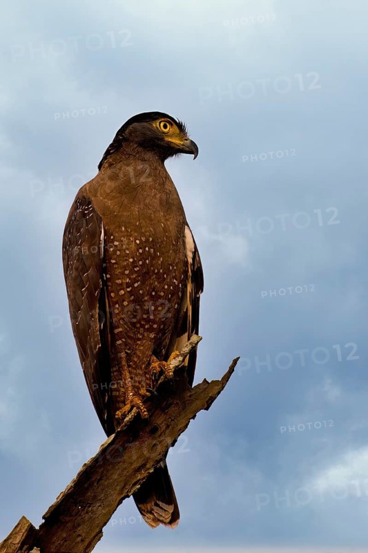 Crested Serpent Eagle (Spilornis cheela) perched on a branch against the sky, Sri Lanka