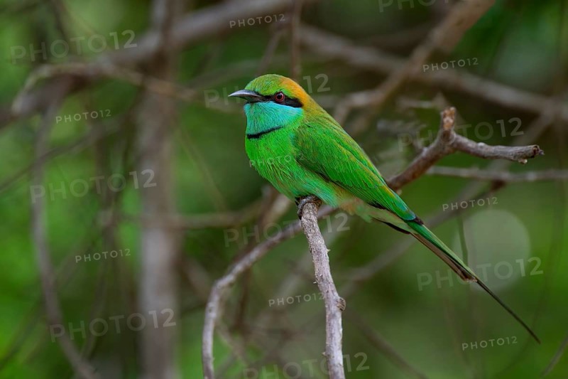 Asian Green Bee-eater (Merops orientalis orientalis) on a branch, Sri Lanka