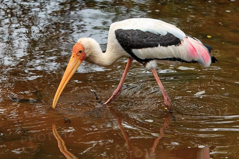 Painted stork (Mycteria leucocephala) walking and fishing in water, Sri Lanka