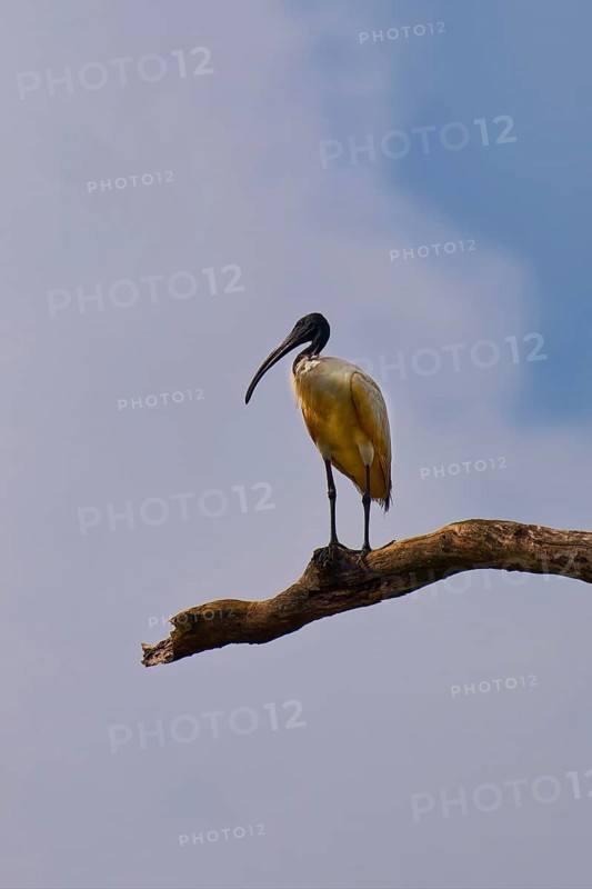 Black-headed ibis (Threskiornis melanocephalus) perched on a branch, Sri Lanka