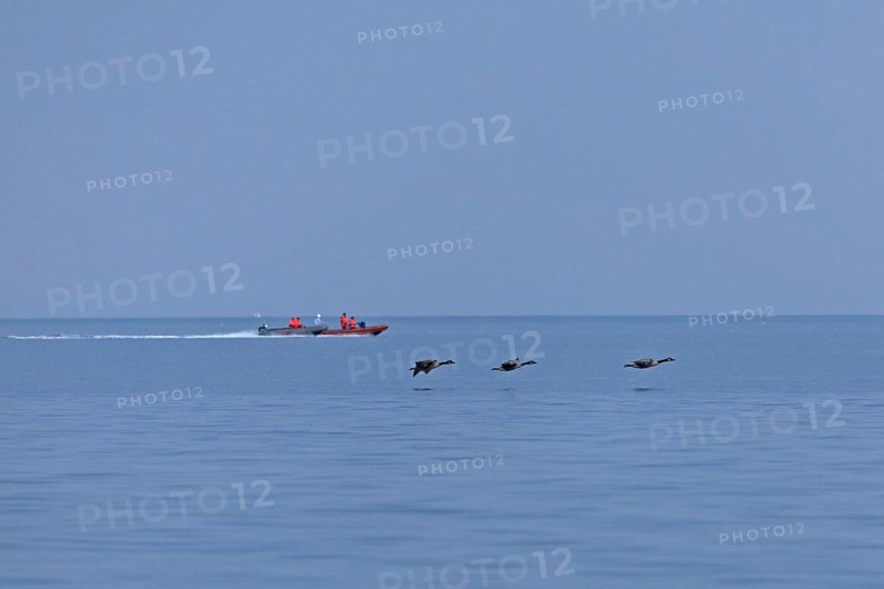 Motorboats, flying Canada geese (Branta canadensis), Kiel Fjord, Falckenstein, Kiel, Schleswig-Holstein, Germany