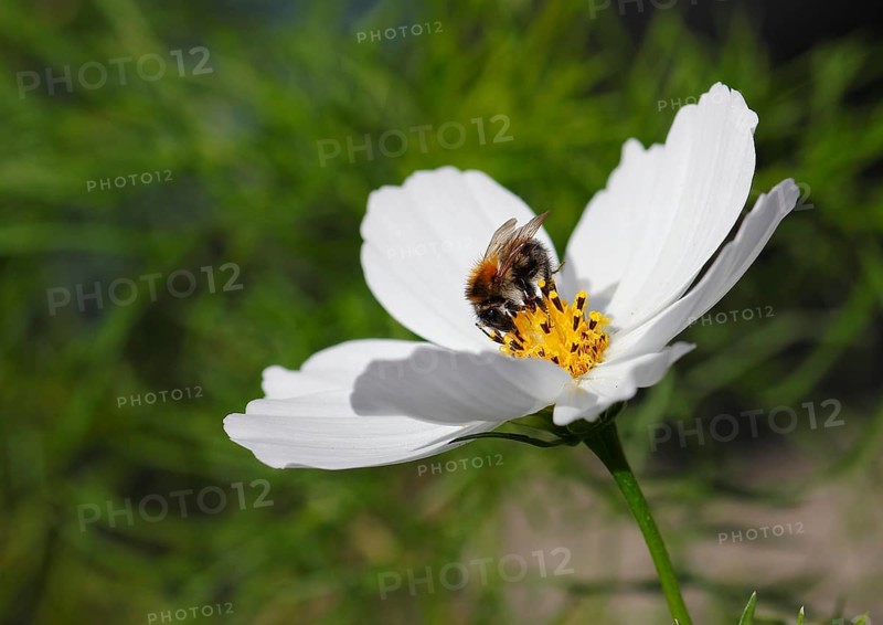 Bumblebee (Bombus terrestris), on a white ornamental basket flower (Cosmos bipinnatus), North Rhine-Westphalia, Germany