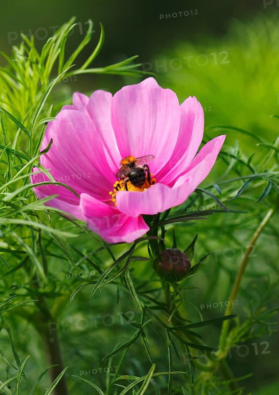 Bumblebee (Bombus terrestris), on a pink ornamental basket flower (Cosmos bipinnatus), North Rhine-Westphalia, Germany