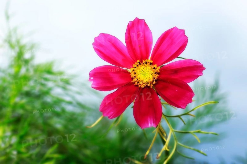 Ornamental basket 'Sensation Mix' (Cosmos bipinnatus), fifteen weeks after sowing, alienation, North Rhine-Westphalia, Germany