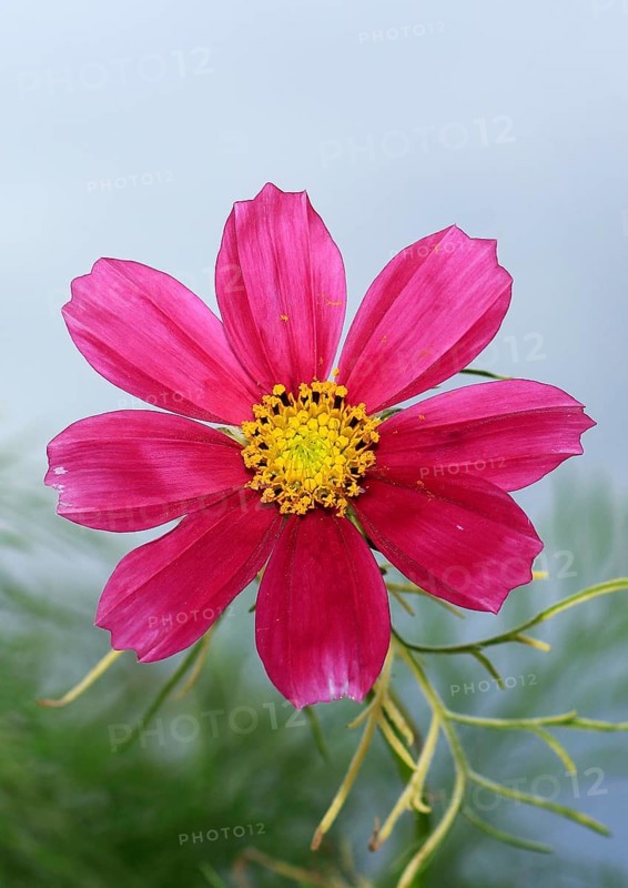 Ornamental basket 'Sensation Mix' (Cosmos bipinnatus), fifteen weeks after sowing, North Rhine-Westphalia, Germany