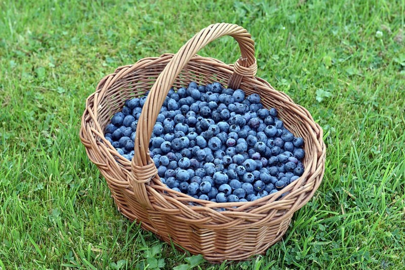 Blueberries, bilberries, (Vaccinium myrtillus) in a basket
