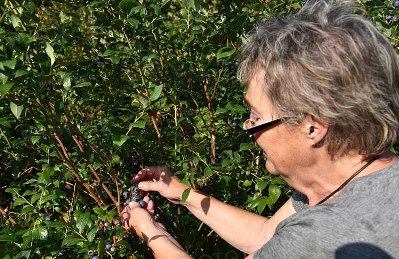 Woman collecting blueberries, bilberries, (Vaccinium myrtillus)