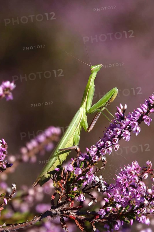 Praying mantis, August, Saxony, Germany