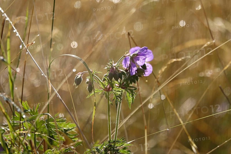 Meadow cranesbill, July, Germany