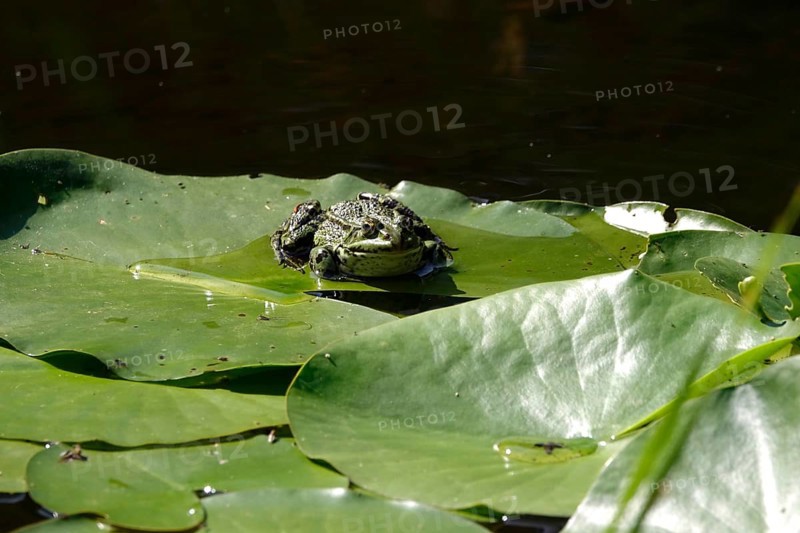 Frog on a water lily leaf, July, Germany