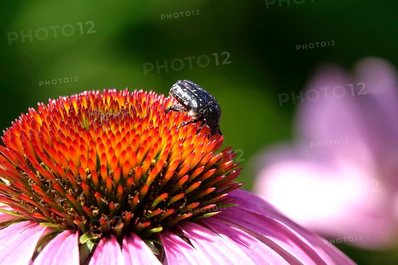 Weeping rose beetle (Oxythyrea funesta) on a coneflower, July, Germany