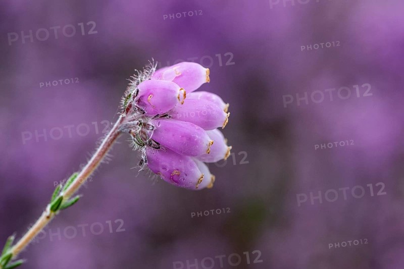Bell heather (Erica tetralix), Emsland, Lower Saxony, Germany