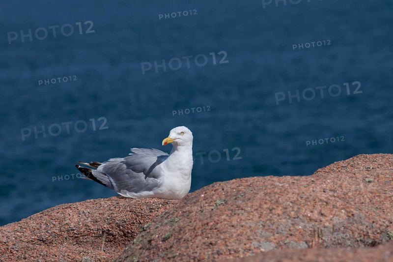 Herring gull sitting on a granite rock, Brittany, France