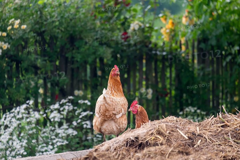 Domestic fowl (Gallus gallus domesticus), dung heap, North Rhine-Westphalia, Germany
