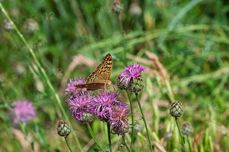Pearl-bordered Fritillary, occasionally also Pearl-bordered Fritillary (Argynnini), Provence, France