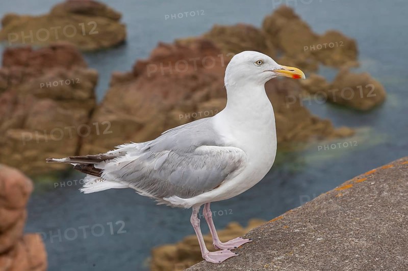 Herring Gull (Larus argentatus), sitting on a rock, Ile de Brehat, Brittany, France