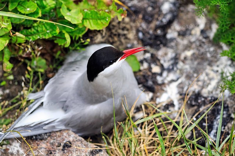 Arctic tern (Sterna paradisaea) in the nest, Tönning, Wadden Sea National Park, North Frisia, Germany