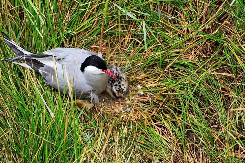 Arctic Arctic Tern (Sterna paradisaea), with chicks in the nest, Tönning, Wadden Sea National Park, North Frisia, Germany