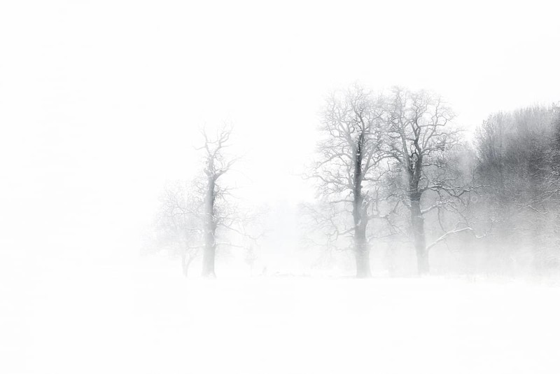 Gnarled oaks in a snowstorm, abstract, black and white, near Naumburg, Burgenlandkreis, Saxony-Anhalt, Germany