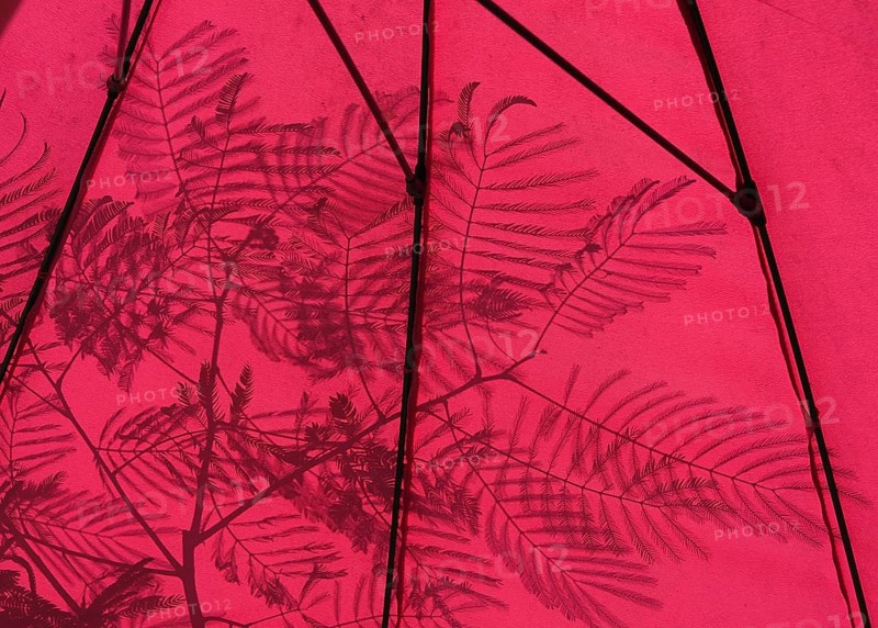 Red parasol with shade cast by a silk tree (Albizia julibrissin), Bavaria, Germany