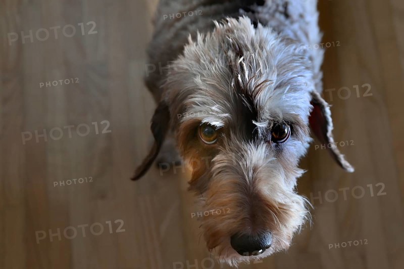 Portrait of a rough-haired dachshund (Canis lupus familiaris), Baden-Württemberg, Germany