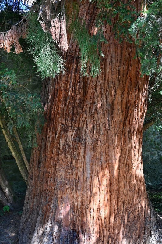 Trunk of a sequoia tree (Sequoioideae), Offenburg. Baden-Württemberg, Germany