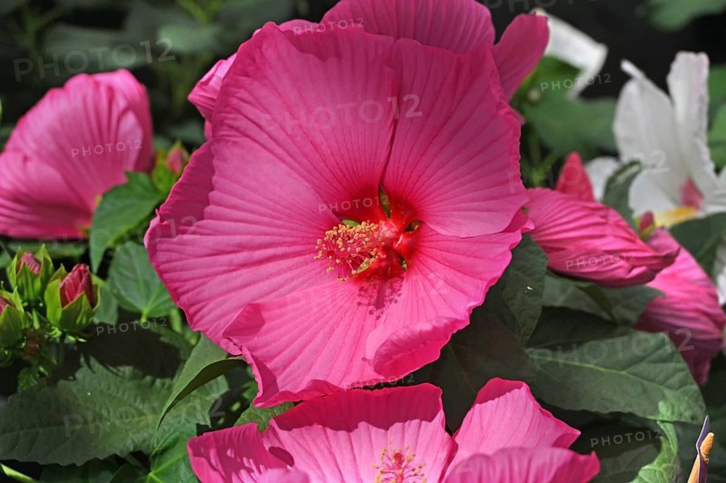 Hibiscus flower or marshmallow flower (Hibiscus moscheutos), Bavaria, Germany