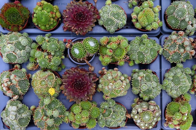 Various species of houseleeks (Sempervivum) in a nursery, Baden-Württemberg, Germany