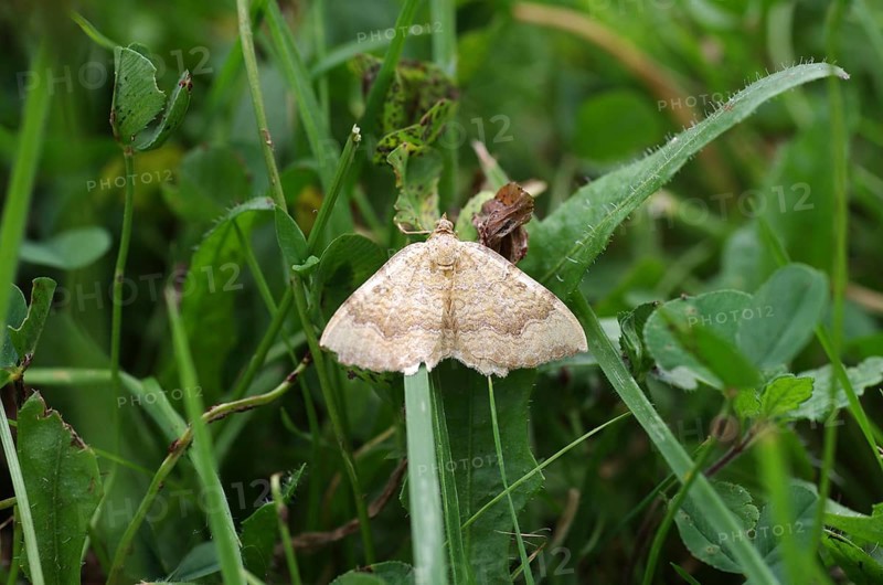 Yellow Shell moth (Camptogramma bilineata), Macro, Grass, Germany, The moth sits with spread wings in the meadow