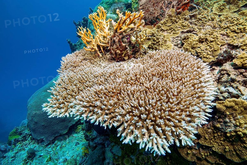 Underwater photo of Hyacinth Table Coral (Acropora hyacinthus) growing on steep wall of deep sloping coral reef at the edge of Yap Trench near Mariana Trench, Pacific Ocean, Yap Island, Yap State, Caroline Islands, FSM, Federated States of Micronesia, Australia, Oceania