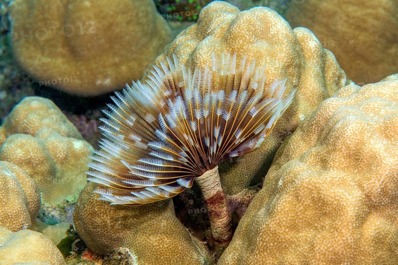Underwater photo of Indian Feather Duster Worm (Sabellastarte spectabilis) extending tentacles feeding on plankton, Pacific Ocean, Yap Island, Yap State, Caroline Islands, FSM, Federated States of Micronesia, Australia, Oceania