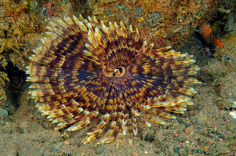 Underwater photo of Indian Feather Duster Worm (Sabellastarte spectabilis) extending tentacles to feed on plankton, Pacific Ocean, Bali, Indonesia
