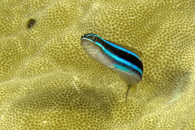 Underwater photo Close-up of blue-striped sabre-toothed blenny (Plagiotremus rhinorhynchos) Blue-striped blenni Blue-striped blenni in front of small-pored stony coral (Acropora), Pacific Ocean, Yap Island, Yap State, Caroline Islands, FSM, Federated States of Micronesia, Australia, Oceania