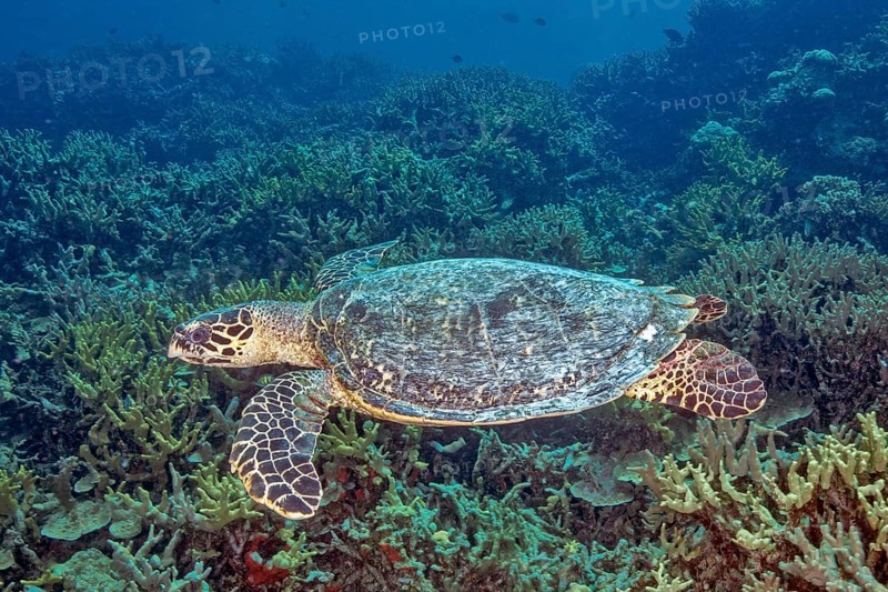 Underwater photo of Hawksbill sea turtle (Eretmochelys imbricata) swimming through tropical coral reef intact coral landscape, Pacific Ocean, Yap Island, Yap State, Caroline Islands, FSM, Federated States of Micronesia, Australia, Oceania