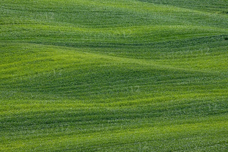 Green hilly landscape with gentle waves of grass conveys peace and harmony, Tuscany, Italy