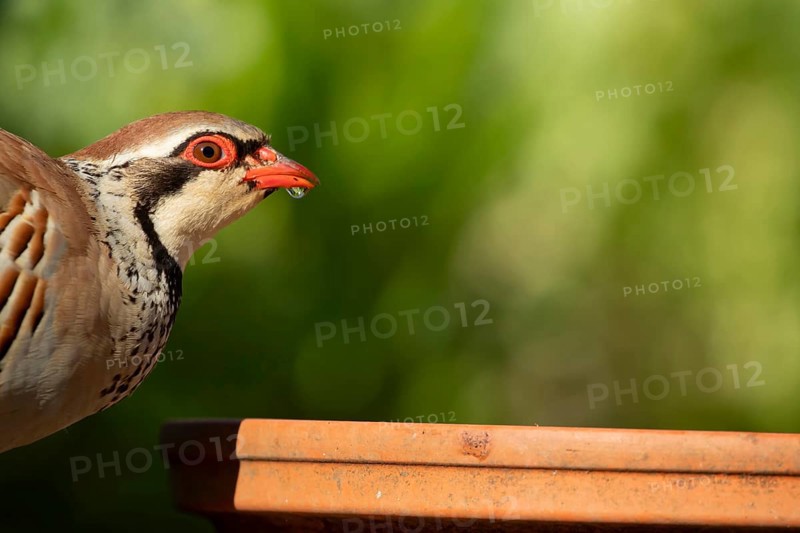 Red legged partridge (Alectoris rufa) adult game bird drinking from a garden plant saucer, England, United Kingdom