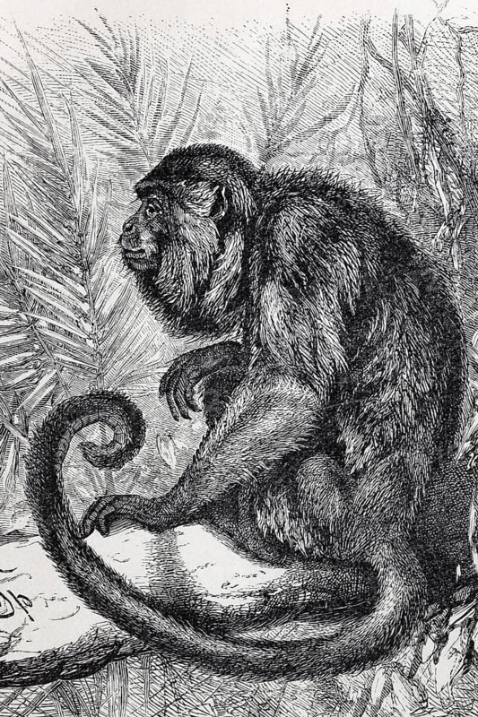 Brown howler monkey, Araguato (Allobata ursínua, Myrcetes Ursinus), steel engraving, Brockhaus from 1908, Germany