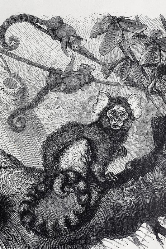 White-tufted monkey (Hapale jacchus), steel engraving, Brockhaus from 1908, Germany