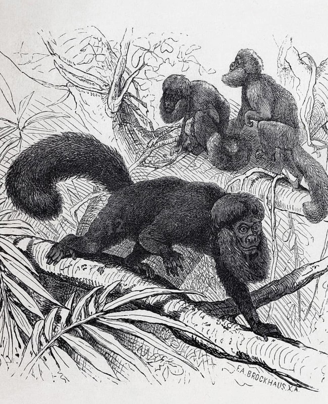 Satan monkey or black saki (Chiropotes satanas), steel engraving, Brockhaus from 1908, Germany