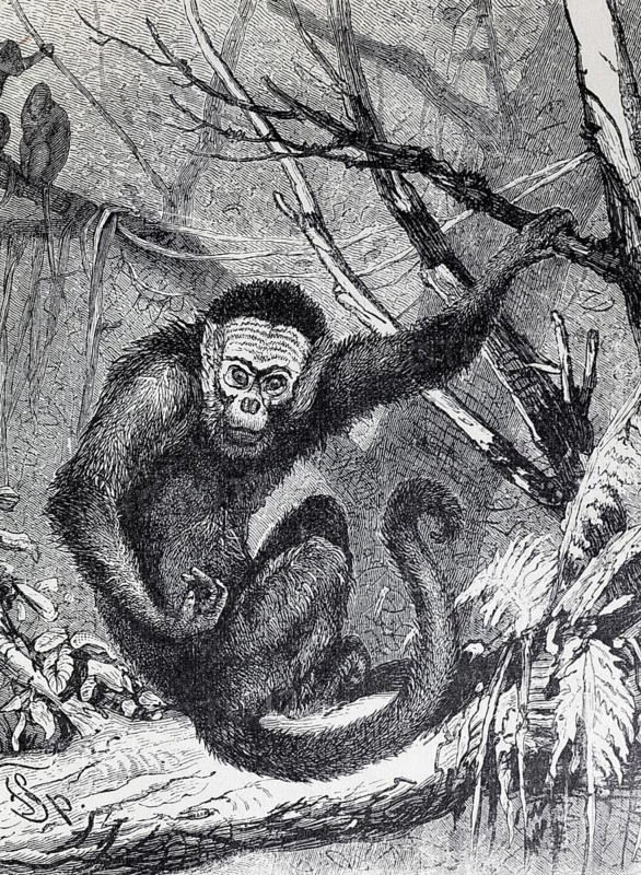 Capuchin monkey (Cebus capucinus), steel engraving, Brockhaus from 1908, Germany