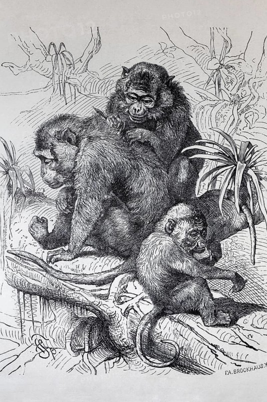 Java monkey (Macaca fascicularis), macaque, steel engraving, Brockhaus from 1908, Germany
