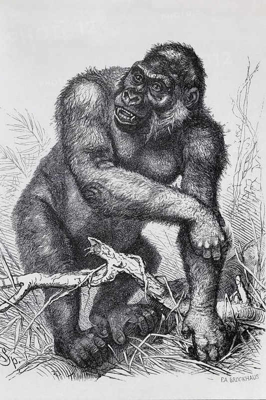 Gorilla (Gorilla gorilla), steel engraving, Brockhaus 1908, Germany