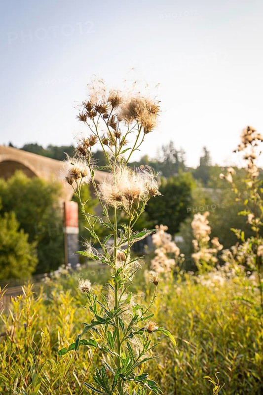 Close-up of a plant in front of a bridge in the soft morning light, Nagold, district of Calw, Black Forest, Germany