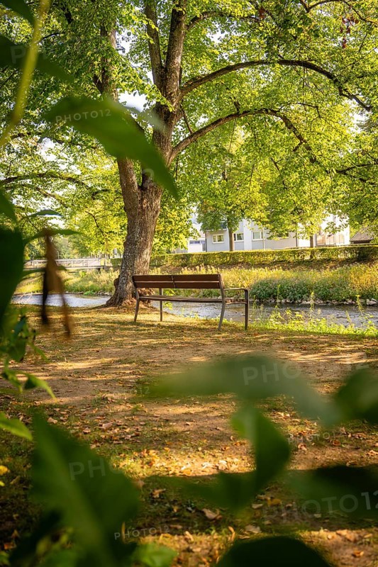 Wooden bench in a shady park with large trees on a sunny day, Nagold, district of Calw, Black Forest, Germany