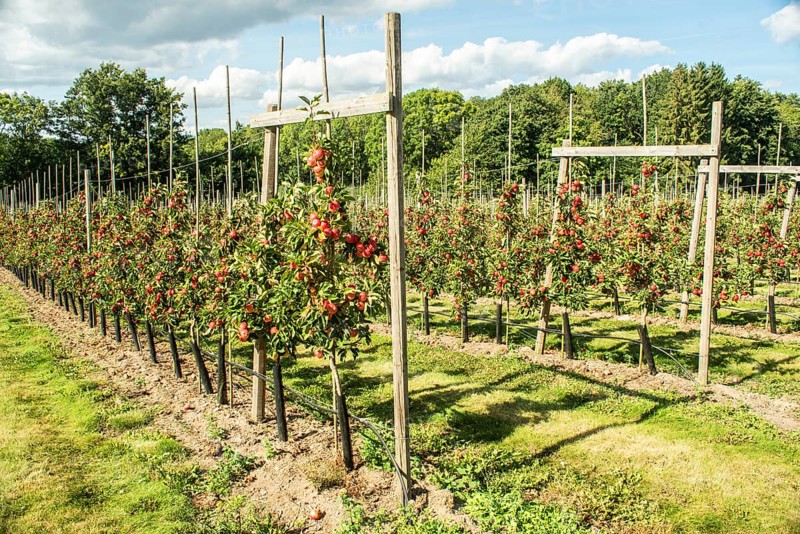 Apple plantation of Discovery apples in Österlen fruit district, Kivik, Scania, Sweden, Scandinavia