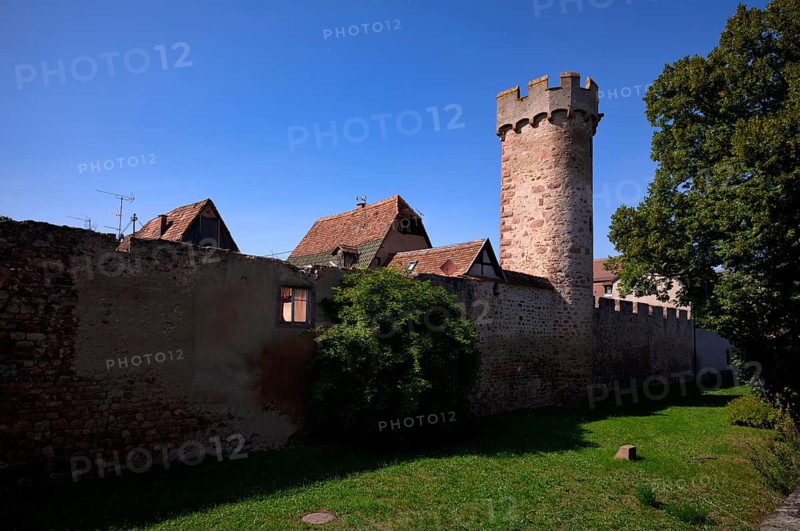 Historic city wall, defence defence tower, old town, Obernai, also Oberehnheim, Bas-Rhin, Grand-Est, Alsace, France