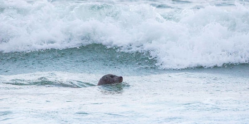 Seal (Phoca vitulina), seal, swimming relaxed in the sea in front of a wave, light surf, white waves, splashing water, maritime, swimming, swimming, head, serenity, relaxation, island dune, Helgoland, district of Pinneberg, Schleswig-Holstein, North Sea, Germany