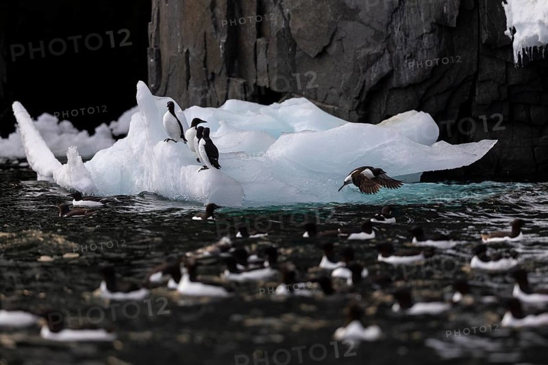 Thick-billed guillemot (Uria lomvia) on an ice floe, alcids (Alcidae), Alkefjellet, Spitsbergen, Svalbard